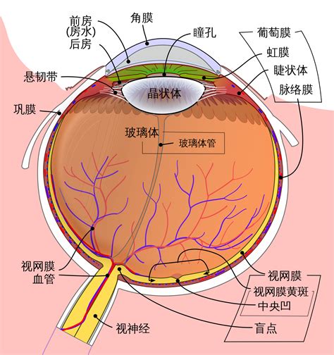 眼睛部位圖|眼睛構造全分析介紹 